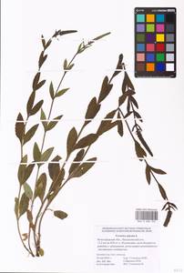 MHA 0 008 305, Veronica spicata L., Eastern Europe, Lower Volga region (E9) (Russia)
