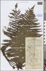 Dryopteris filix-mas (L.) Schott, Middle Asia, Caspian Ustyurt & Northern Aralia (M8) (Kazakhstan)