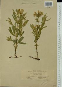 Thermopsis lanceolata R.Br., Siberia, Western Siberia (S1) (Russia)