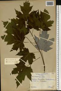 Acer saccharinum L., Eastern Europe, Moscow region (E4a) (Russia)