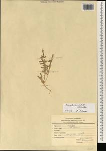 Caroxylon scleranthum (C. A. Mey.) Akhani & Roalson, South Asia, South Asia (Asia outside ex-Soviet states and Mongolia) (ASIA) (Iran)