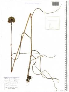 Allium fuscoviolaceum Fomin, Caucasus, Stavropol Krai, Karachay-Cherkessia & Kabardino-Balkaria (K1b) (Russia)