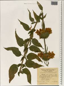 Leonotis ocymifolia var. raineriana (Vis.) Iwarsson, Africa (AFR) (Ethiopia)