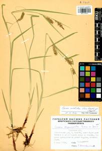 Carex sordida Van Heurck & Müll.Arg., Siberia, Baikal & Transbaikal region (S4) (Russia)