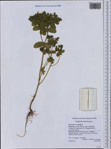 Euphorbia helioscopia L., Western Europe (EUR) (Germany)