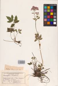 Chaerophyllum hirsutum L., Eastern Europe, West Ukrainian region (E13) (Ukraine)