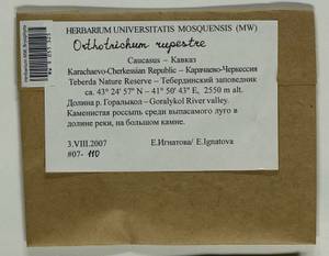 Lewinskya rupestris (Schleich. ex Schwägr.) F. Lara, Garilleti & Goffinet, Bryophytes, Bryophytes - North Caucasus & Ciscaucasia (B12) (Russia)