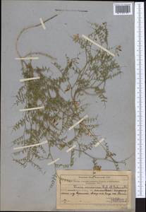Vicia kokanica Regel & Schmalh., Middle Asia, Western Tian Shan & Karatau (M3) (Uzbekistan)