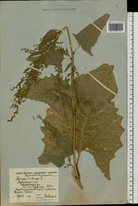 Atriplex hortensis L., Eastern Europe, Moscow region (E4a) (Russia)