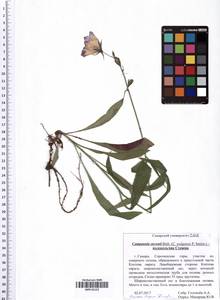 Campanula stevenii subsp. wolgensis (P.A.Smirn.) Fed., Eastern Europe, Middle Volga region (E8) (Russia)