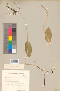 Ophioglossum vulgatum L., Eastern Europe, North-Western region (E2) (Russia)