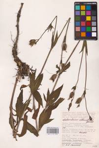 Silene latifolia subsp. alba (Mill.) Greuter & Burdet, Eastern Europe, Lower Volga region (E9) (Russia)