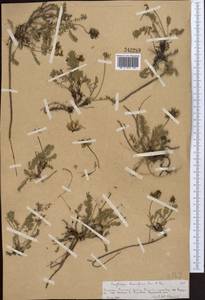 Oxytropis humifusa Kar. & Kir., Middle Asia, Northern & Central Tian Shan (M4) (Kazakhstan)