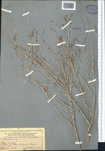 Atraphaxis virgata (Regel) Krasn., Middle Asia, Western Tian Shan & Karatau (M3)
