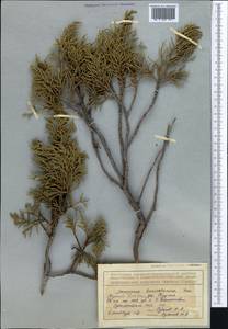 Juniperus pseudosabina Fisch. & C.A.Mey., Middle Asia, Northern & Central Tian Shan (M4) (Kyrgyzstan)