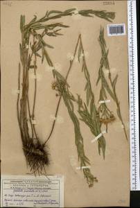 Galatella sedifolia subsp. sedifolia, Middle Asia, Dzungarian Alatau & Tarbagatai (M5) (Kazakhstan)