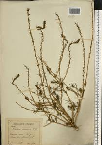 Bassia laniflora (S. G. Gmel.) A. J. Scott, Eastern Europe, Central forest-and-steppe region (E6) (Russia)