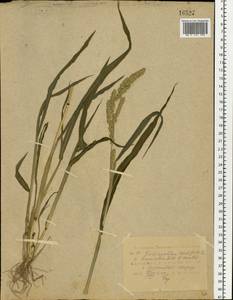 Echinochloa crus-galli (L.) P.Beauv., Eastern Europe, Central region (E4) (Russia)