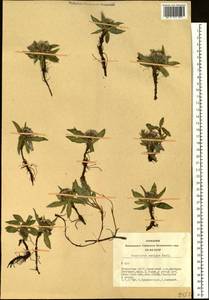 Saussurea pseudoalpina N. D. Simpson, Siberia, Altai & Sayany Mountains (S2) (Russia)