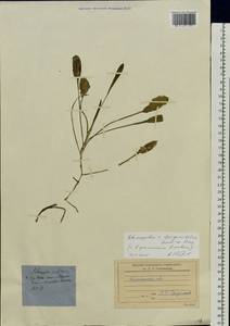 Potamogeton × sparganiifolius Laest. ex Fr., Eastern Europe, North-Western region (E2) (Russia)