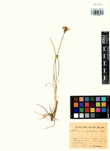 Allium anisopodium Ledeb., Siberia, Baikal & Transbaikal region (S4) (Russia)