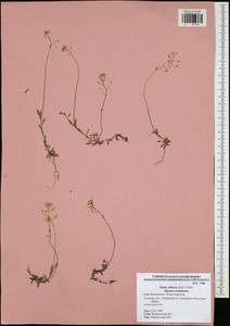 Draba sibirica (Pall.) Thell., Eastern Europe, Central region (E4) (Russia)