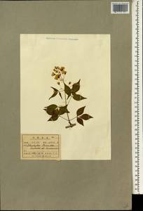 Staphylea bumalda DC., South Asia, South Asia (Asia outside ex-Soviet states and Mongolia) (ASIA) (North Korea)