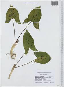 Arum maculatum L., Caucasus, Black Sea Shore (from Novorossiysk to Adler) (K3) (Russia)