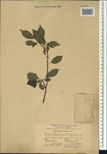 Prunus cerasifera Ehrh., Caucasus, North Ossetia, Ingushetia & Chechnya (K1c) (Russia)