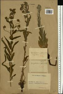 Cynoglossum officinale L., Eastern Europe, Rostov Oblast (E12a) (Russia)