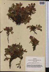 Arctostaphylos rubra (Rehder & E. H. Wilson) Fernald, Siberia, Altai & Sayany Mountains (S2) (Russia)