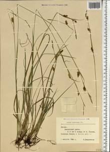 Carex hostiana DC., Eastern Europe, Latvia (E2b) (Latvia)