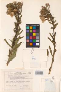 Oenothera × fallax Renner, Eastern Europe, North Ukrainian region (E11) (Ukraine)