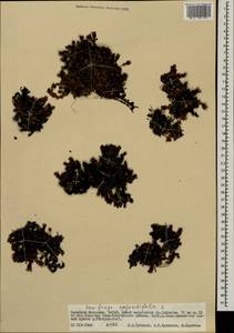 Saxifraga oppositifolia subsp. asiatica (Hayek) Engl. & Irmsch., Mongolia (MONG) (Mongolia)