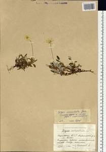 Dryas integrifolia subsp. crenulata (Juz.) Scoggan, Siberia, Yakutia (S5) (Russia)