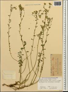 Odontarrhena muralis (Waldst. & Kit.) Endl., Caucasus, North Ossetia, Ingushetia & Chechnya (K1c) (Russia)