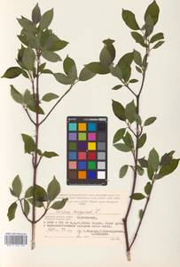 Cornus sanguinea L., Eastern Europe, Western region (E3) (Russia)