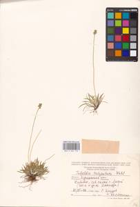 Tofieldia pusilla (Michx.) Pers., Eastern Europe, Northern region (E1) (Russia)