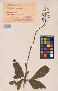 MHA 0 159 055, Verbascum phoeniceum L., Eastern Europe, Middle Volga region (E8) (Russia)
