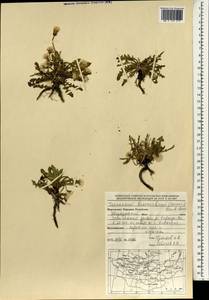 Taraxacum bessarabicum (Hornem.) Hand.-Mazz., Mongolia (MONG) (Mongolia)