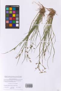 Juncus articulatus L., Eastern Europe, Moscow region (E4a) (Russia)