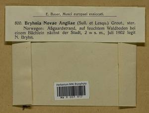 Brachythecium novae-angliae (Sull. & Lesq.) A. Jaeger, Bryophytes, Bryophytes - Western Europe (BEu) (Norway)