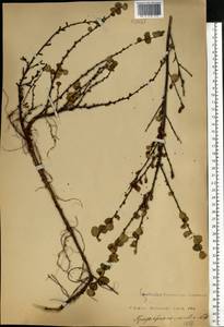 Betula nana L., Eastern Europe, Moscow region (E4a) (Russia)