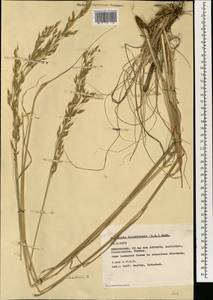 Piptatherum holciforme (M.Bieb.) Roem. & Schult., South Asia, South Asia (Asia outside ex-Soviet states and Mongolia) (ASIA) (Turkey)