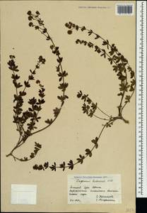 Dorycnium pentaphyllum subsp. herbaceum (Vill.)Rouy, Crimea (KRYM) (Russia)