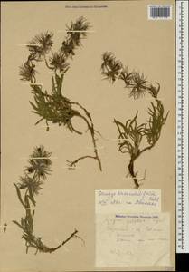 Stachys lavandulifolia Vahl, Caucasus, Armenia (K5) (Armenia)