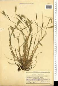 Hordeum marinum subsp. gussoneanum (Parl.) Thell., Caucasus, Azerbaijan (K6) (Azerbaijan)