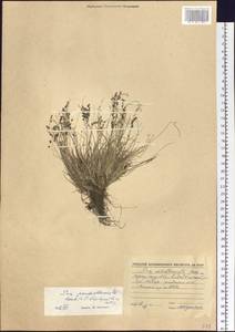 Poa pseudoabbreviata Roshev., Siberia, Baikal & Transbaikal region (S4) (Russia)