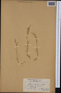 Aira elegans Willd. ex Roem. & Schult., Western Europe (EUR) (Bulgaria)