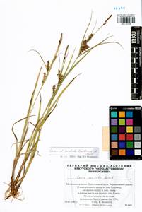 Carex sordida Van Heurck & Müll.Arg., Siberia, Baikal & Transbaikal region (S4) (Russia)